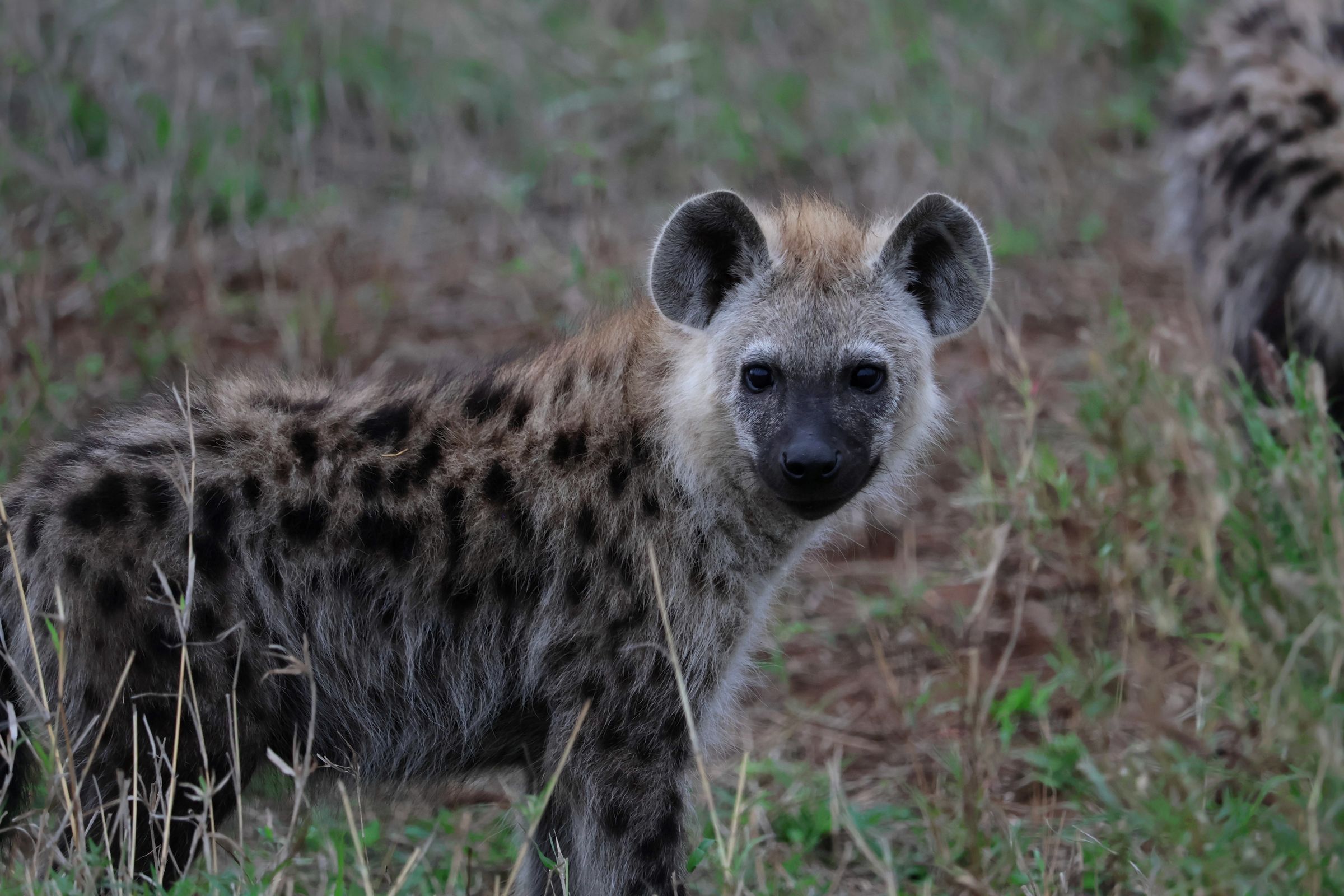 Tag 17 – Kruger Nationalpark (Tag 1)