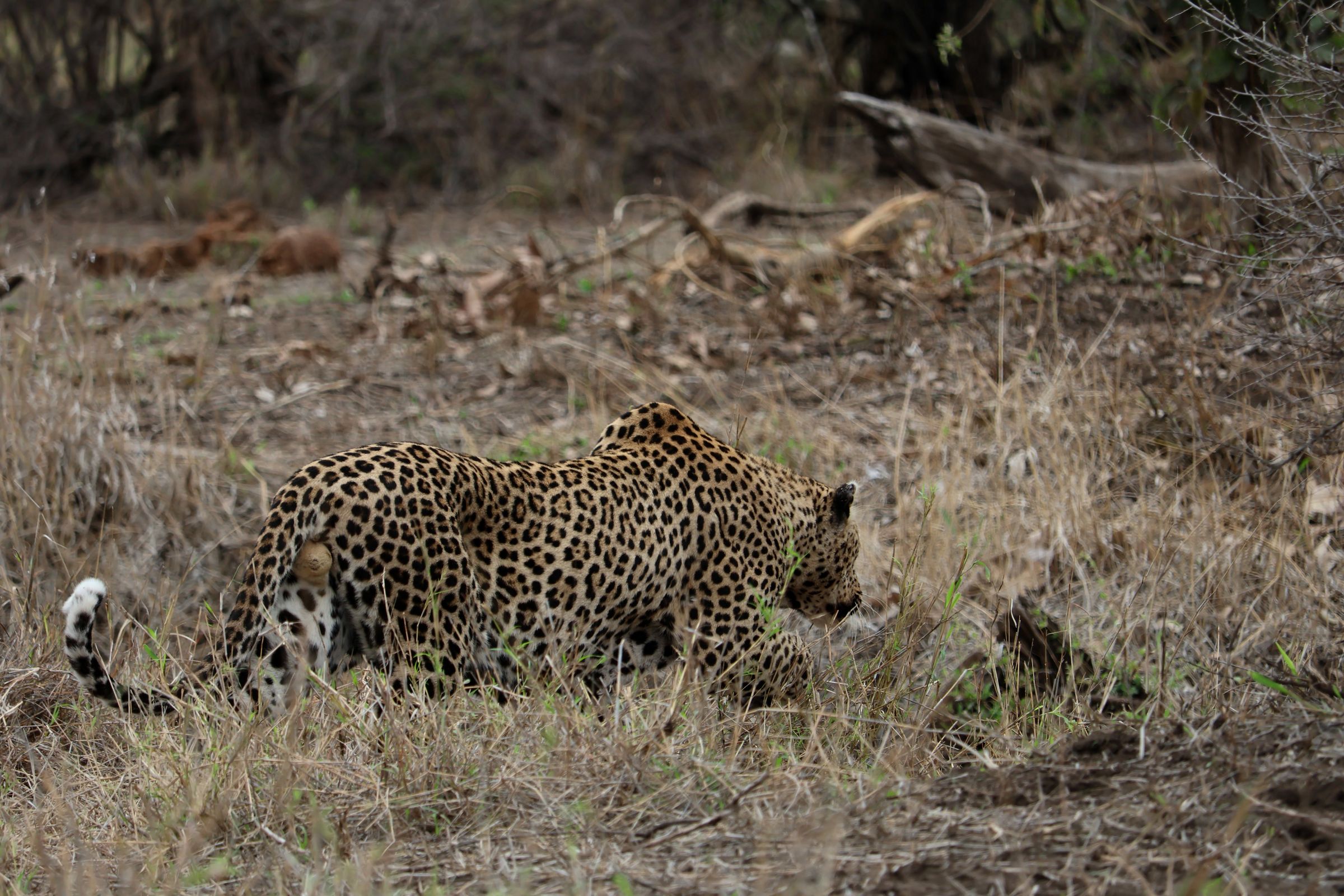 Tag 18 – Kruger Nationalpark (Tag 2)