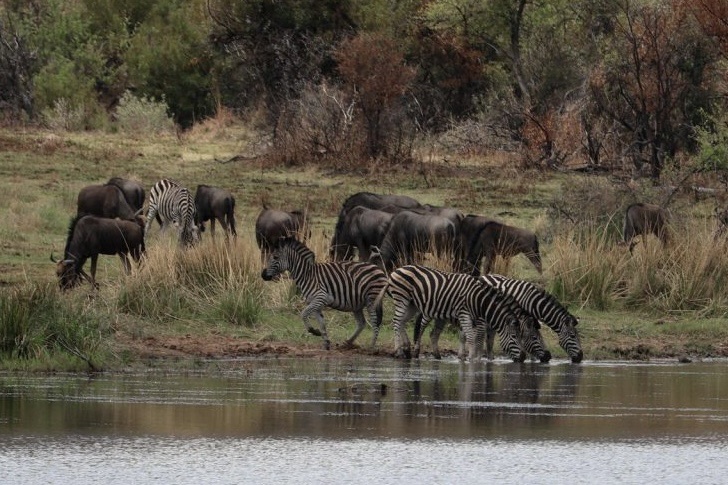 Tag 21 – Pilanesberg Nationalpark